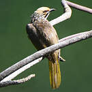 Bulbul à tête jaune