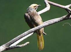 Straw-headed Bulbul