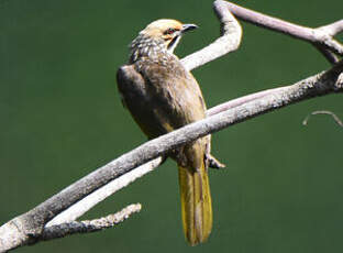 Bulbul à tête jaune