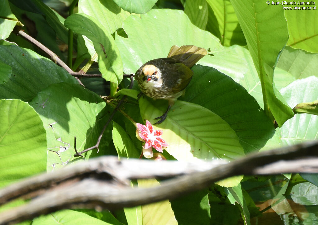 Bulbul à tête jaune, régime