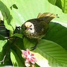 Bulbul à tête jaune