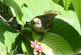 Straw-headed Bulbul