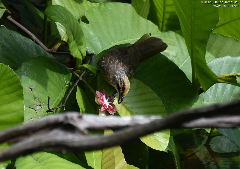 Straw-headed Bulbul, feeding habits