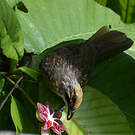 Bulbul à tête jaune