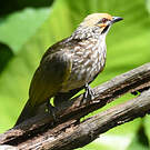Bulbul à tête jaune