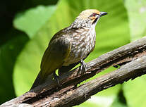 Bulbul à tête jaune