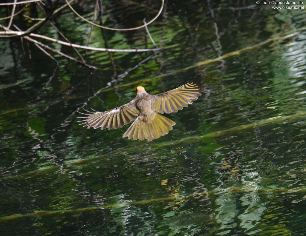 Bulbul à tête jaune