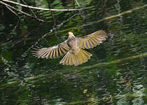 Bulbul à tête jaune