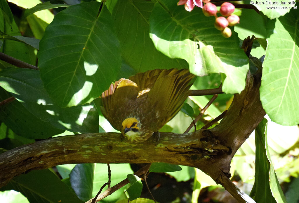 Straw-headed Bulbul