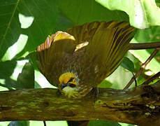 Straw-headed Bulbul