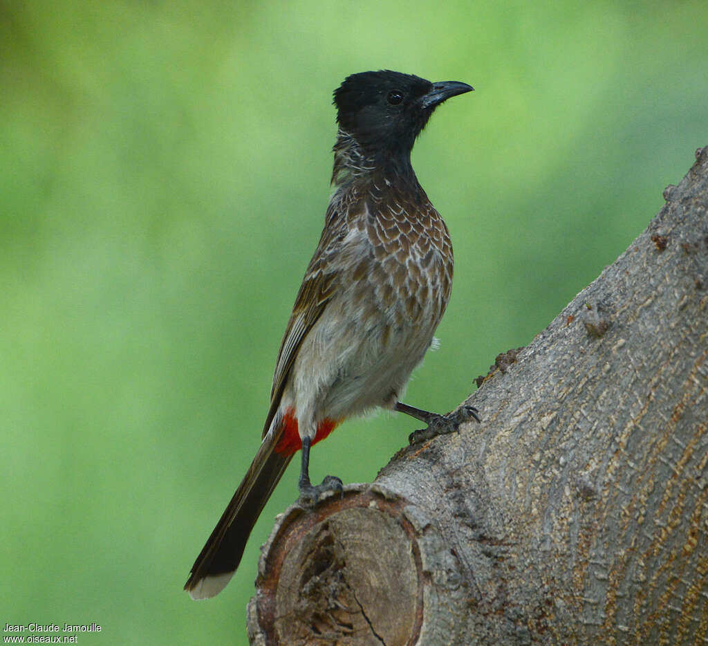 Bulbul à ventre rouge