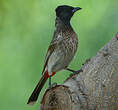 Bulbul à ventre rouge