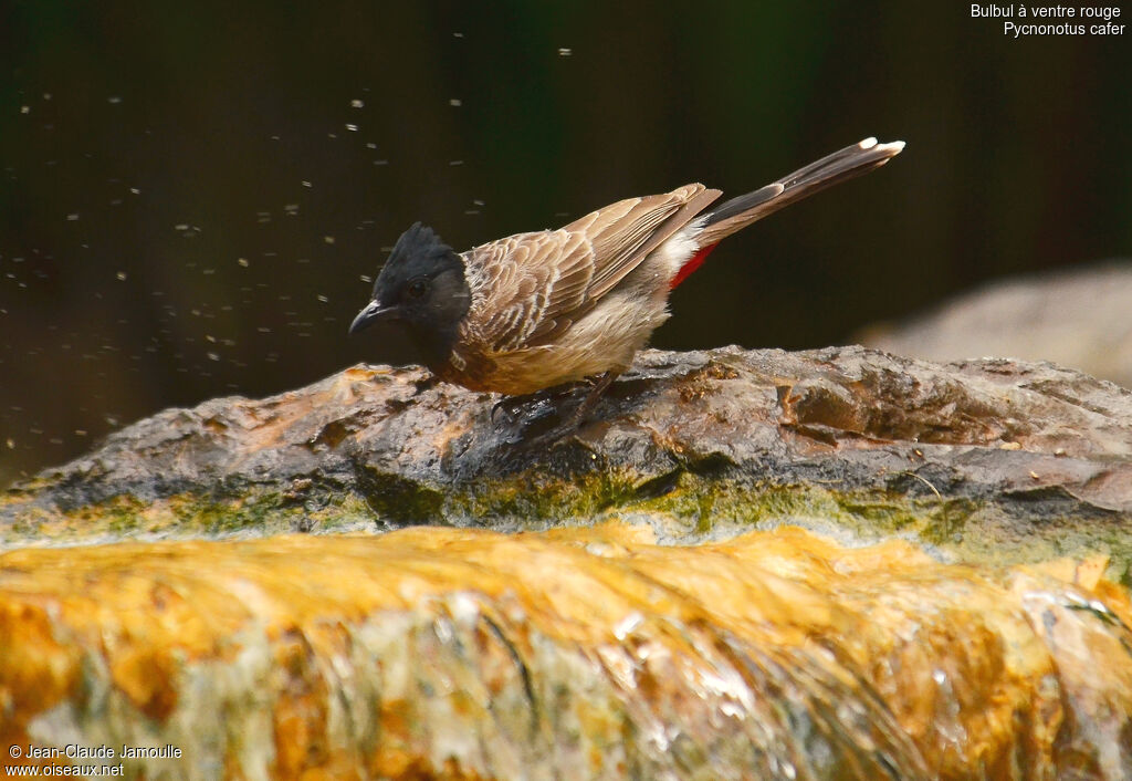 Bulbul à ventre rouge, Comportement