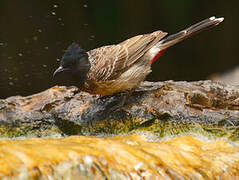 Bulbul à ventre rouge