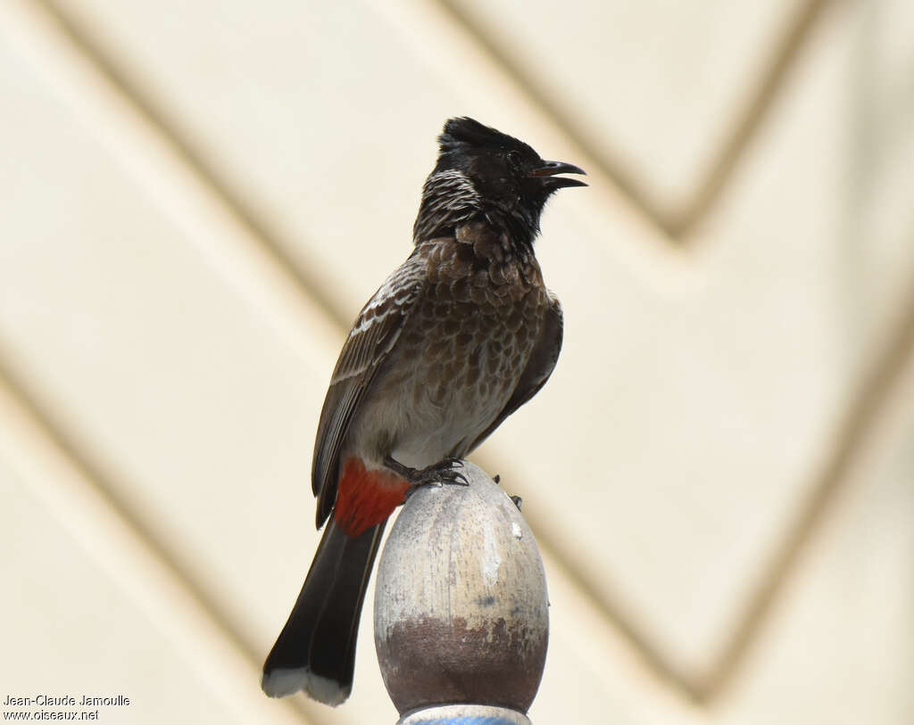 Bulbul à ventre rouge