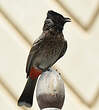 Bulbul à ventre rouge