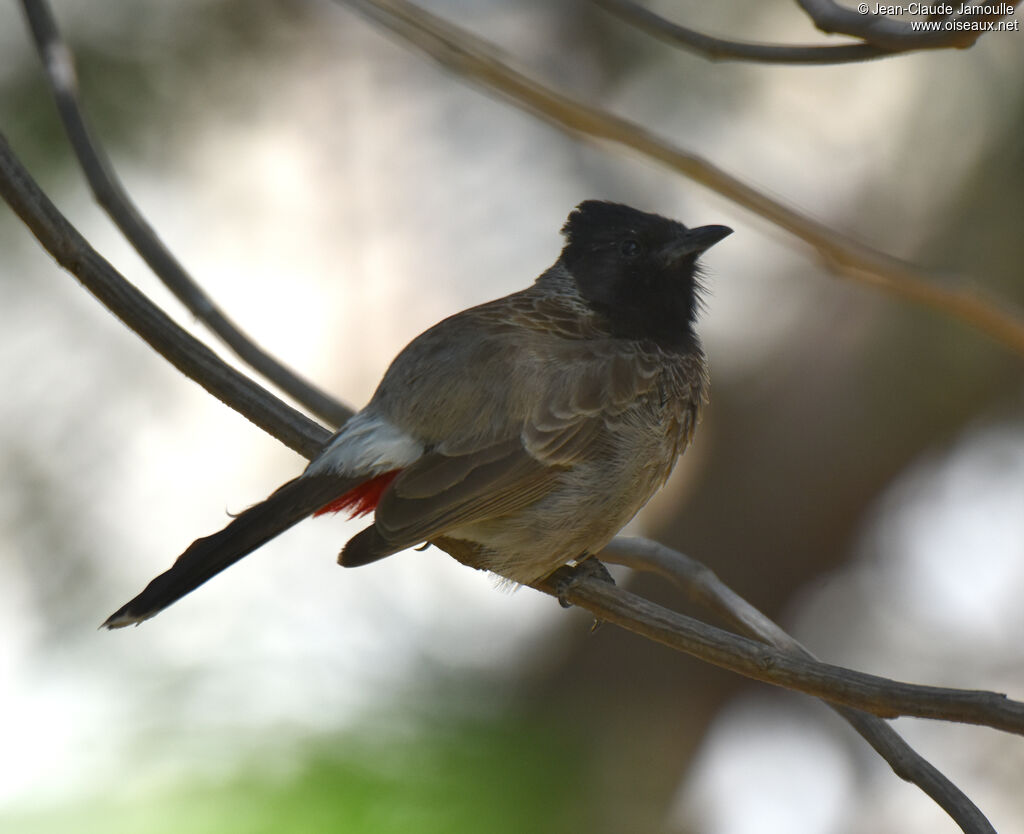 Red-vented Bulbul