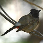 Bulbul à ventre rouge