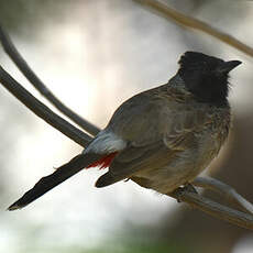 Bulbul à ventre rouge