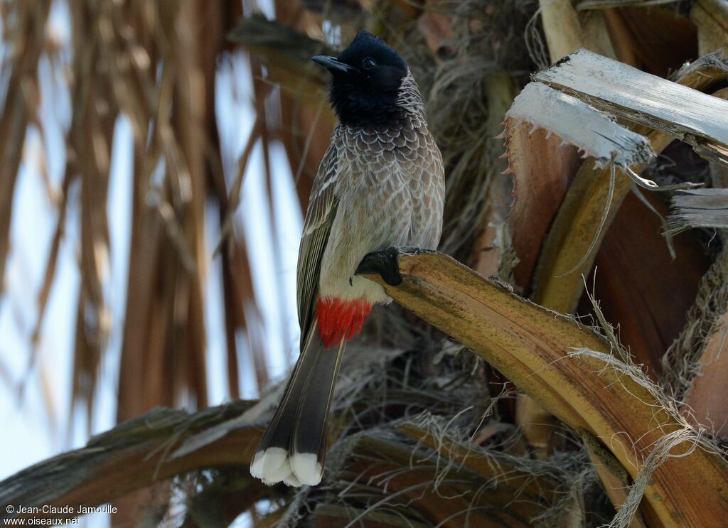 Bulbul à ventre rouge