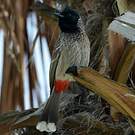 Bulbul à ventre rouge
