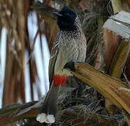 Red-vented Bulbul