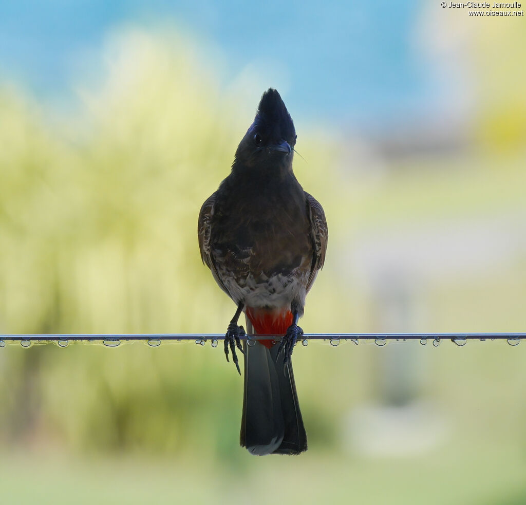 Red-vented Bulbuladult