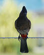 Bulbul à ventre rouge