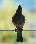 Bulbul à ventre rouge
