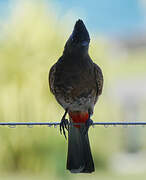 Red-vented Bulbul