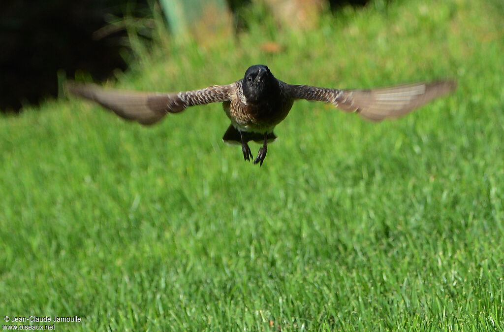 Bulbul à ventre rouge, Vol