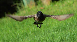 Red-vented Bulbul