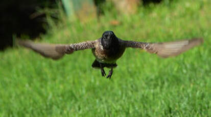 Bulbul à ventre rouge