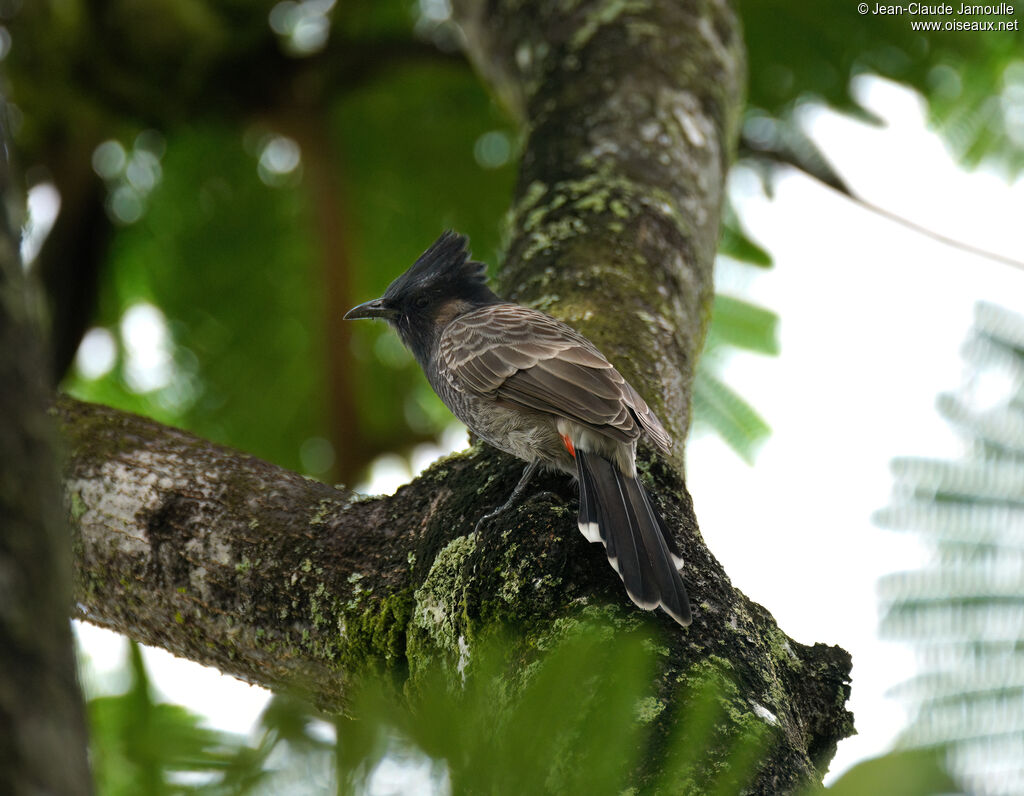 Red-vented Bulbuladult