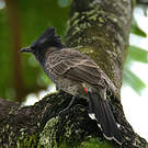 Bulbul à ventre rouge