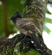Bulbul à ventre rouge