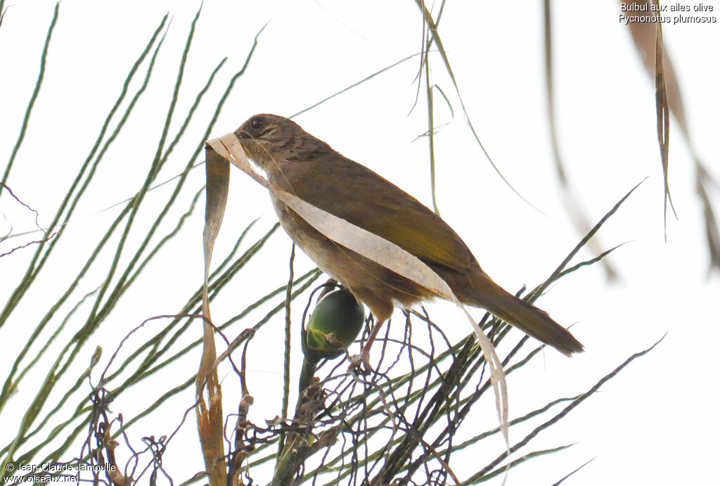 Bulbul aux ailes oliveadulte, Nidification