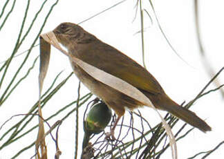 Bulbul aux ailes olive