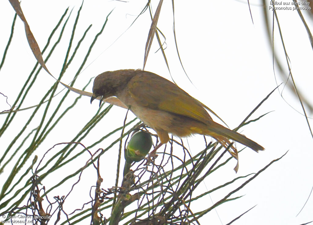 Olive-winged Bulbuladult, Reproduction-nesting