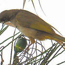 Bulbul aux ailes olive