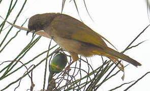 Bulbul aux ailes olive