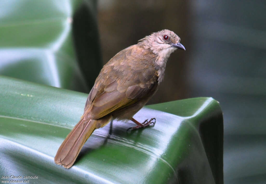 Bulbul aux ailes oliveadulte, Comportement