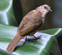 Bulbul aux ailes olive