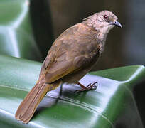 Olive-winged Bulbul