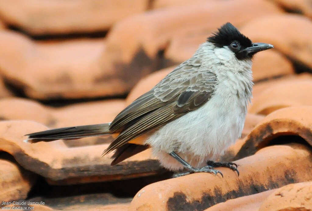 Bulbul cul-d'or, identification