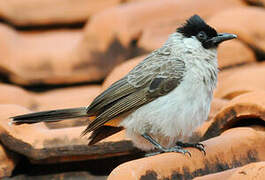 Sooty-headed Bulbul