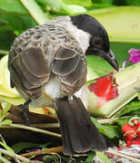 Sooty-headed Bulbul