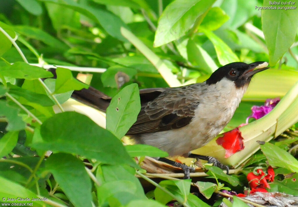 Bulbul cul-d'or