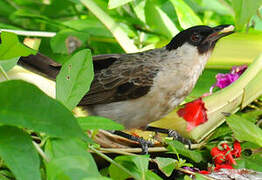 Bulbul cul-d'or