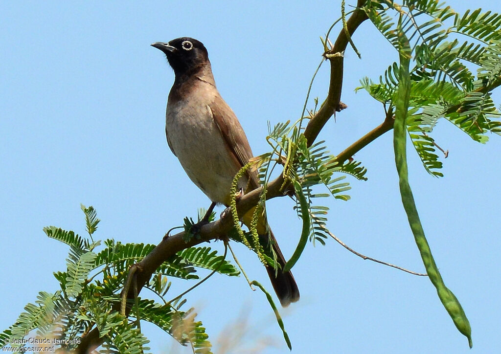 Bulbul d'Arabie